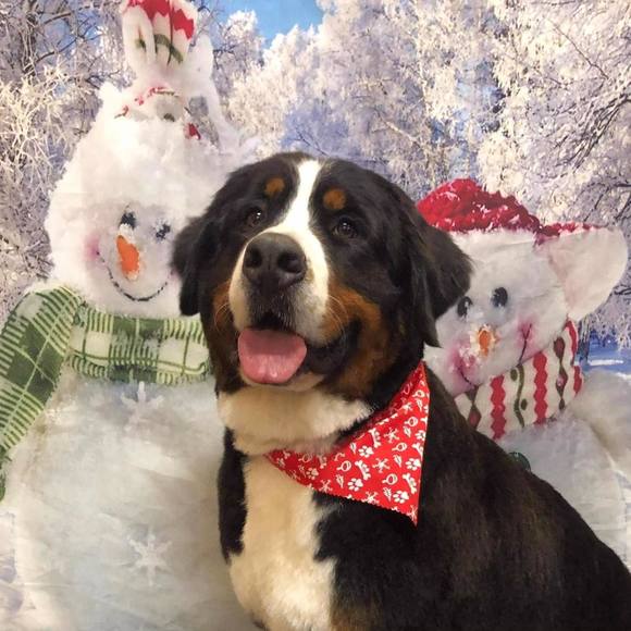 Meet your Posher, Felicia - Picture 1 of 1